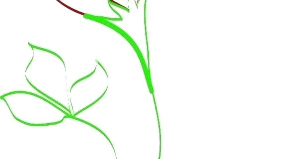 570x320 Drawing A Simple Rose Nip