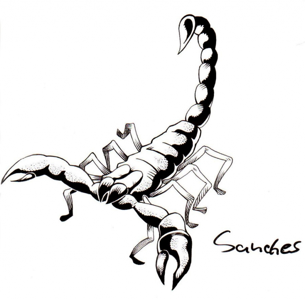 1024x1004 Scorpion Drawing Cliparts Free Download Clip Art