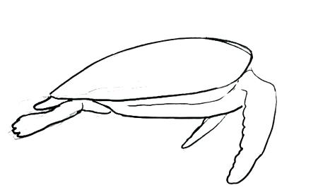 450x276 Easy Turtle Drawing Easy To Draw Turtle Easy To Draw Turtle Drawn