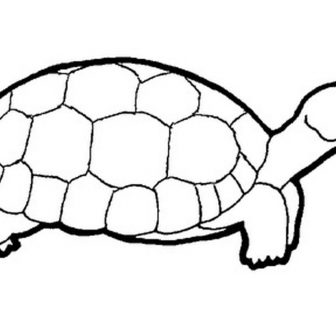 336x336 Simple Turtle Face Drawing Tattoo Python A House Tutorial Code