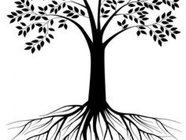 640x480 Free Drawn Roots, Download Free Clip Art