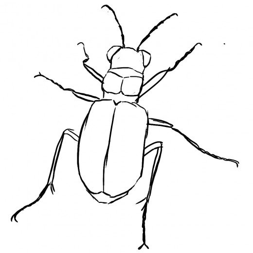 520x520 How To Draw Anything You See Feltmagnet