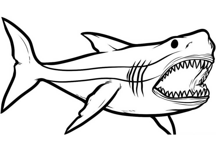 750x500 Huge Collection Of 'shark Drawing' Download More Than Images