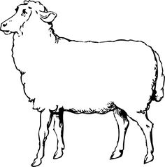Simple Sheep Drawing