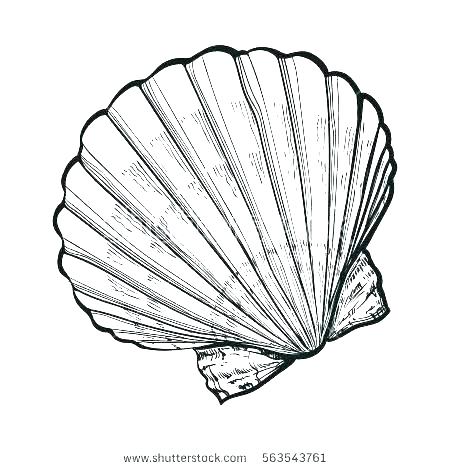 Simple Shell Drawing | Free download on ClipArtMag