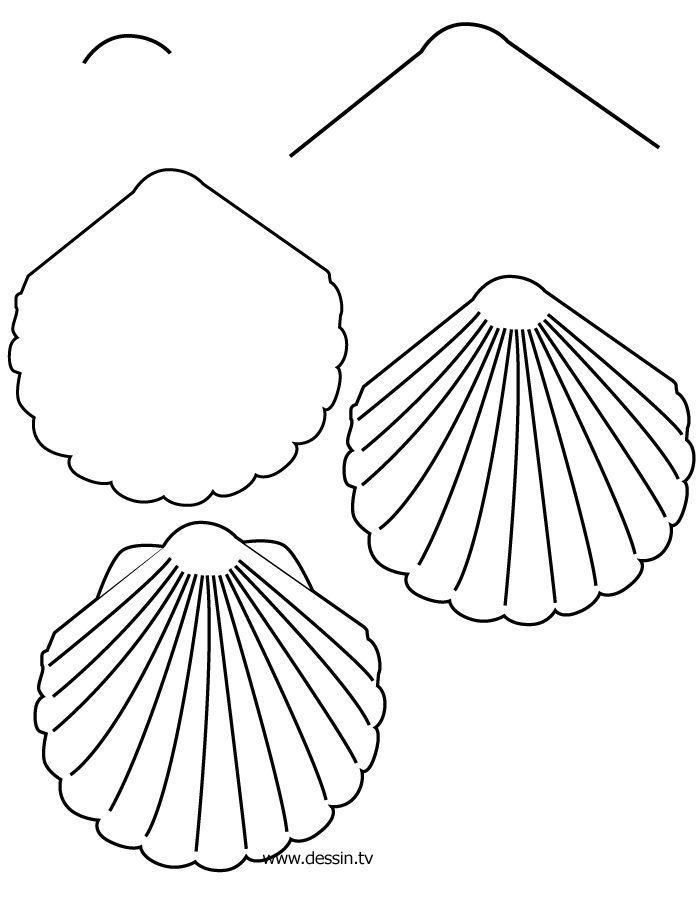 700x900 How To Draw Coral Learn How To Draw A Shell With Simple Step