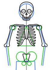 170x232 How To Draw A Skeleton
