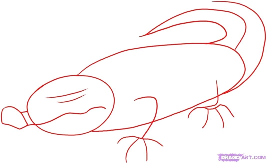 1070x652 How To Draw A Simple Crocodile