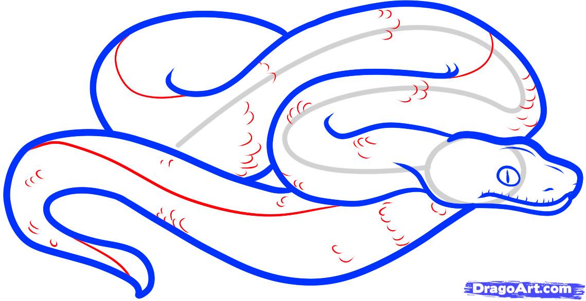 1139x586 How To Draw A Boa Constrictor, Step
