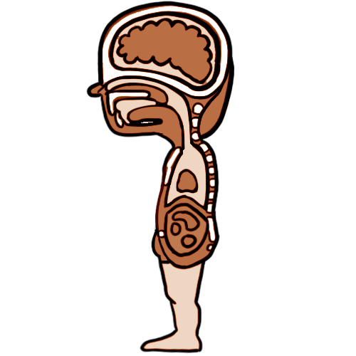 500x500 Anatomy Of The Spinal Cord