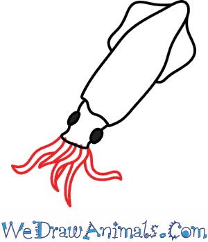 300x350 How To Draw A Squid