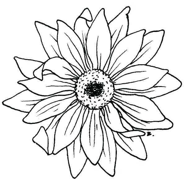 600x586 Sun Flower Drawing Cartoon Sunflower Drawing Easy Nip