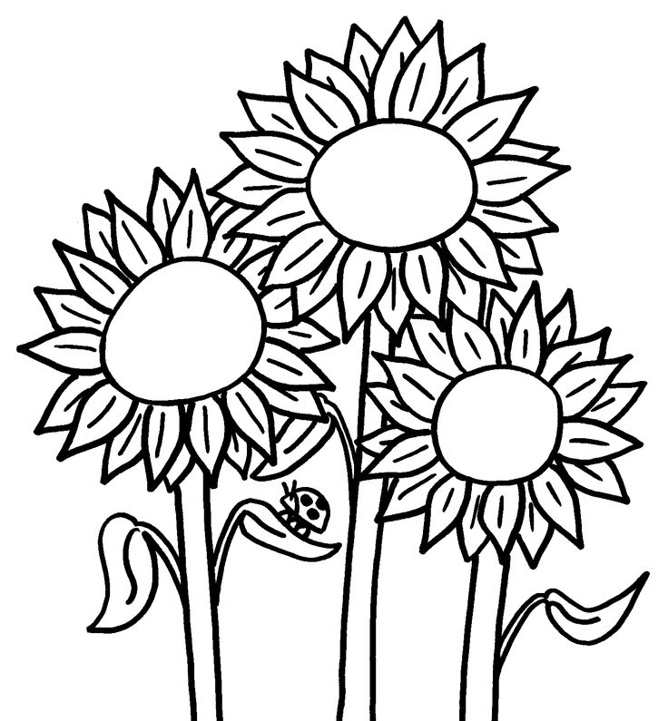 736x795 Simple Sunflower Coloring Pages