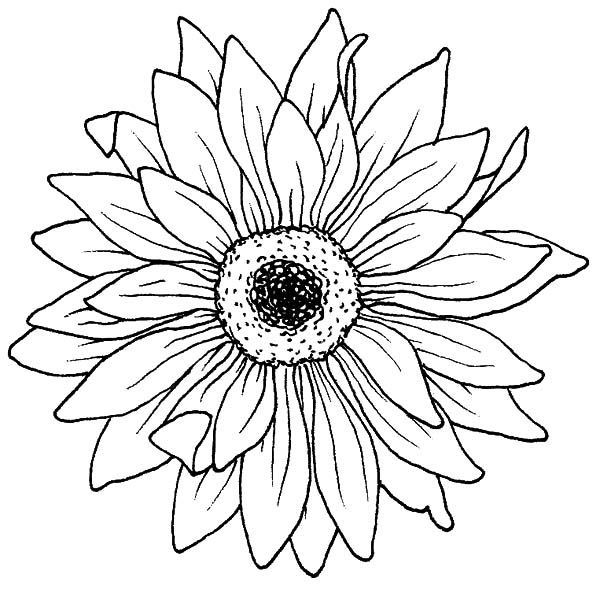 600x589 Flower Coloring Pages Nature Coloring Pages Digital Stamps