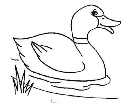 480x360 How To Draw Duck For Kids Very Easy Step