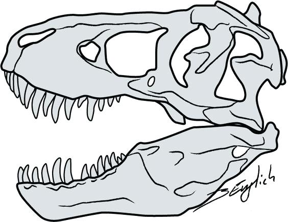 564x434 T Rex Skeleton Drawing T Skeleton