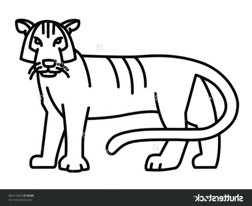 514x420 Easy Tiger Drawing Image Of Simple Tiger Drawing Easy Tiger