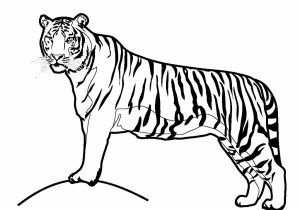 300x210 Easy Drawing Tiger Face
