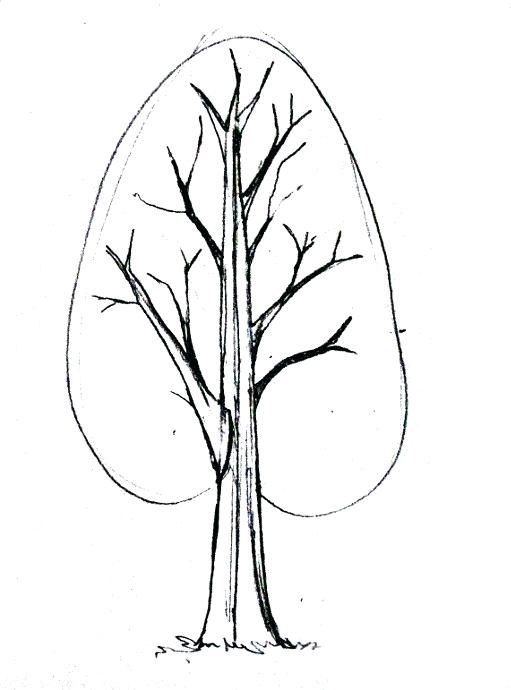 511x690 Tree Drawing Simple Simple Easy Family Tree Drawing