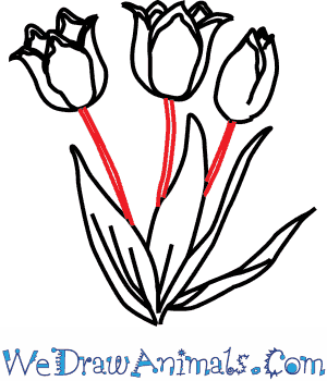 300x350 How To Draw A Tulip Flower