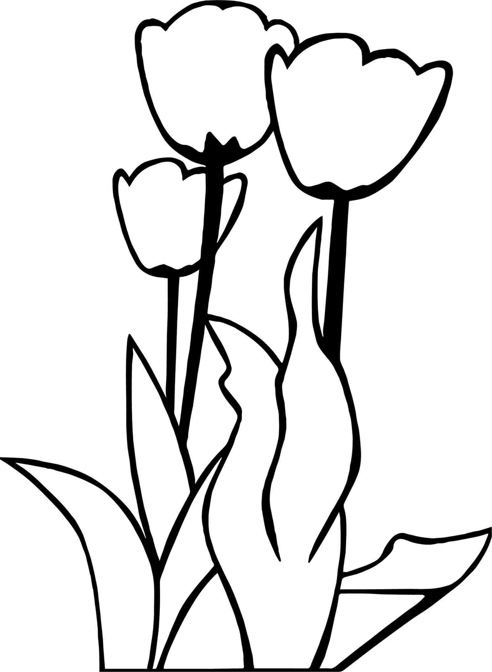 1571x2147 Simple Tulip Flower Drawing