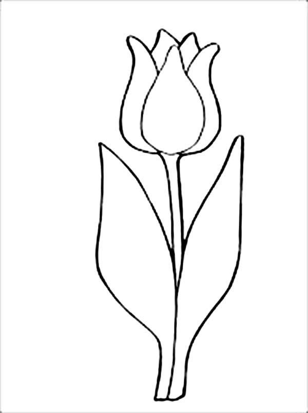 600x804 Tulip Coloring Pages Ready For Download Or Print Description