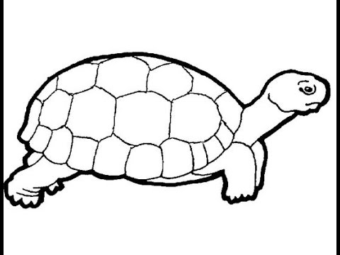 480x360 Simple Turtle Drawing