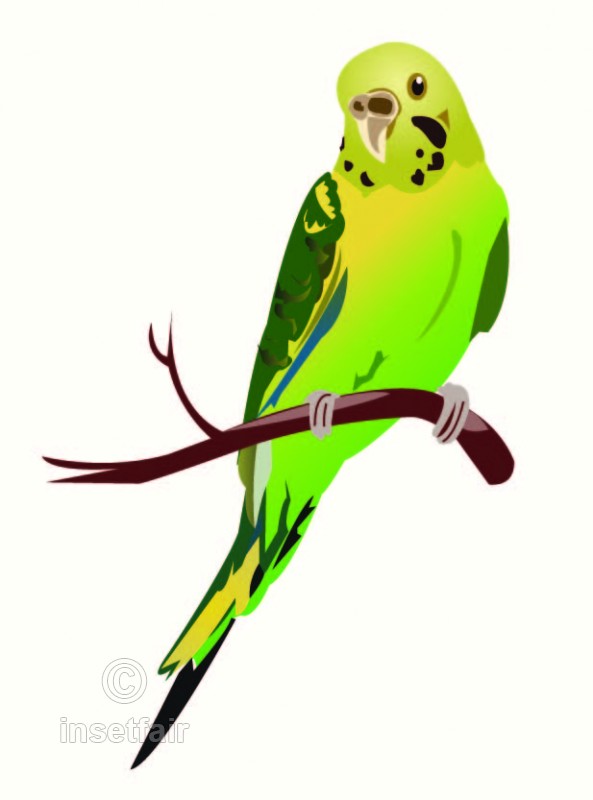 593x800 Parakeet Bird Simple Vector Drawing