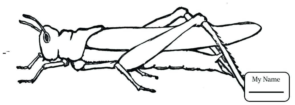 1035x368 draw a grasshopper grasshopper drawing lesson draw grasshopper