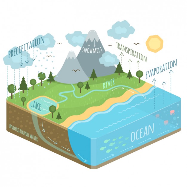 626x626 Water Cycle Diagram Vector Free Download