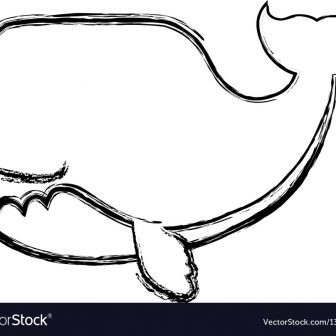 336x336 Cute Killer Whale Drawing Simple Cartoon Realistic Pictures I