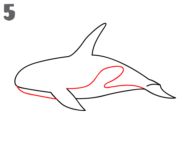 623x485 How To Draw A Killer Whale