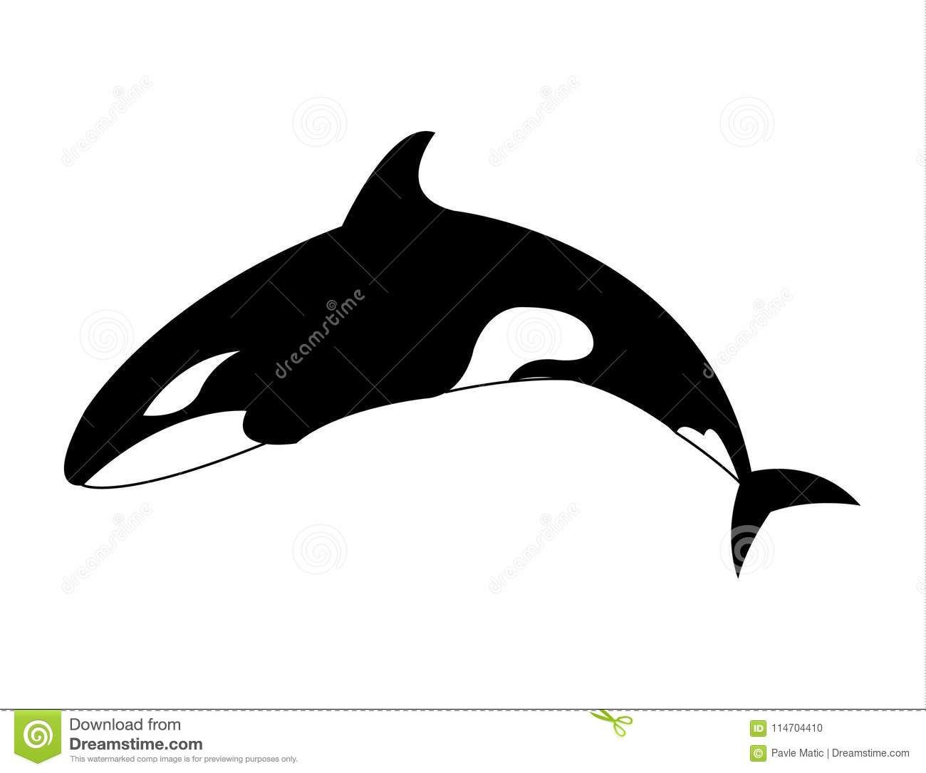 1300x1085 Orca Killer Whale Simple Cartoon Illustration Stock Illustration