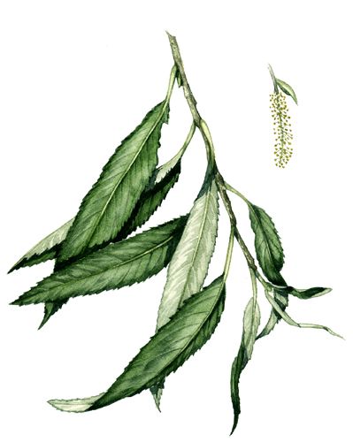 399x500 Botanical Illustration Of Willow, Showing A Lanceolate Simple Leaf