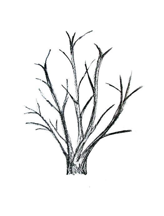 525x690 How To Draw Tree Branches Savvysmoke Club