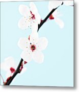 155x180 Single Sprig Of Sakura Cherry Blossom Poster