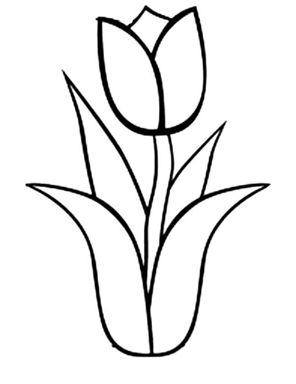 600x777 Tulip Drawings Free Tulip Flower Drawing