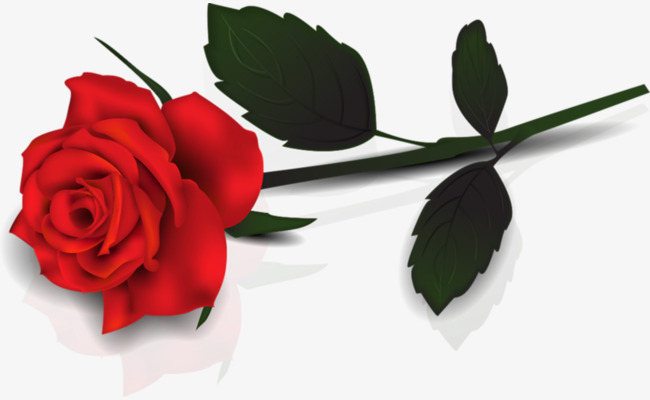 650x400 Hand Painted Roses, Single Rose, Hand Drawing, Red Png Image