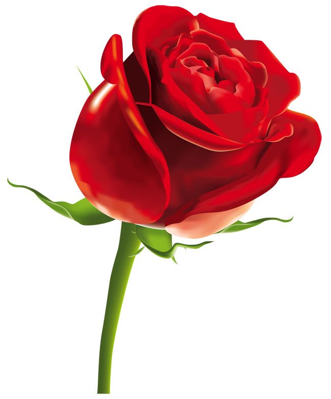 Single Red Rose Drawing | Free download on ClipArtMag