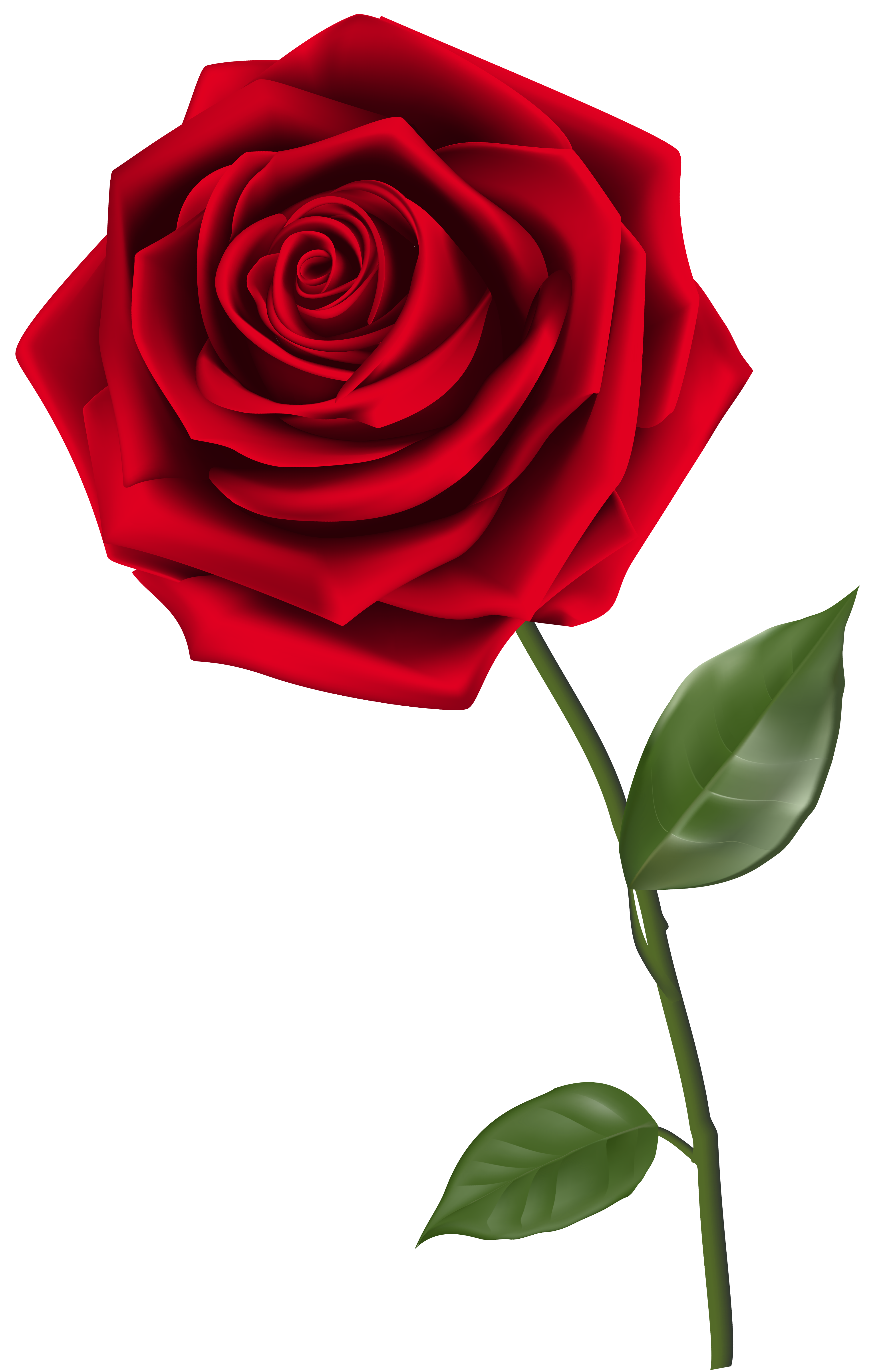 4026x6181 Roses Single Red Rose, Red Rose Png