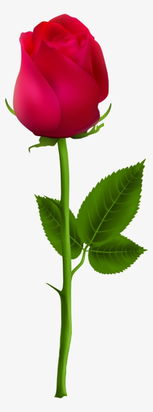300x805 Rose Png Download Transparent Rose Png Images For Free