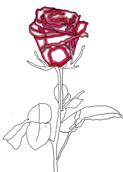 431x600 Single Red Rose Drawings Fine Art America