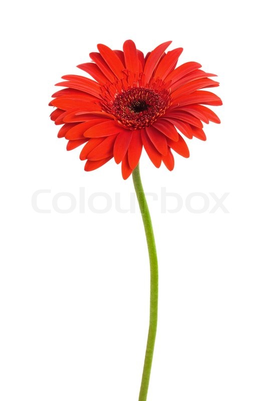 533x800 Beautiful Red Flower On A White Stock Image Colourbox