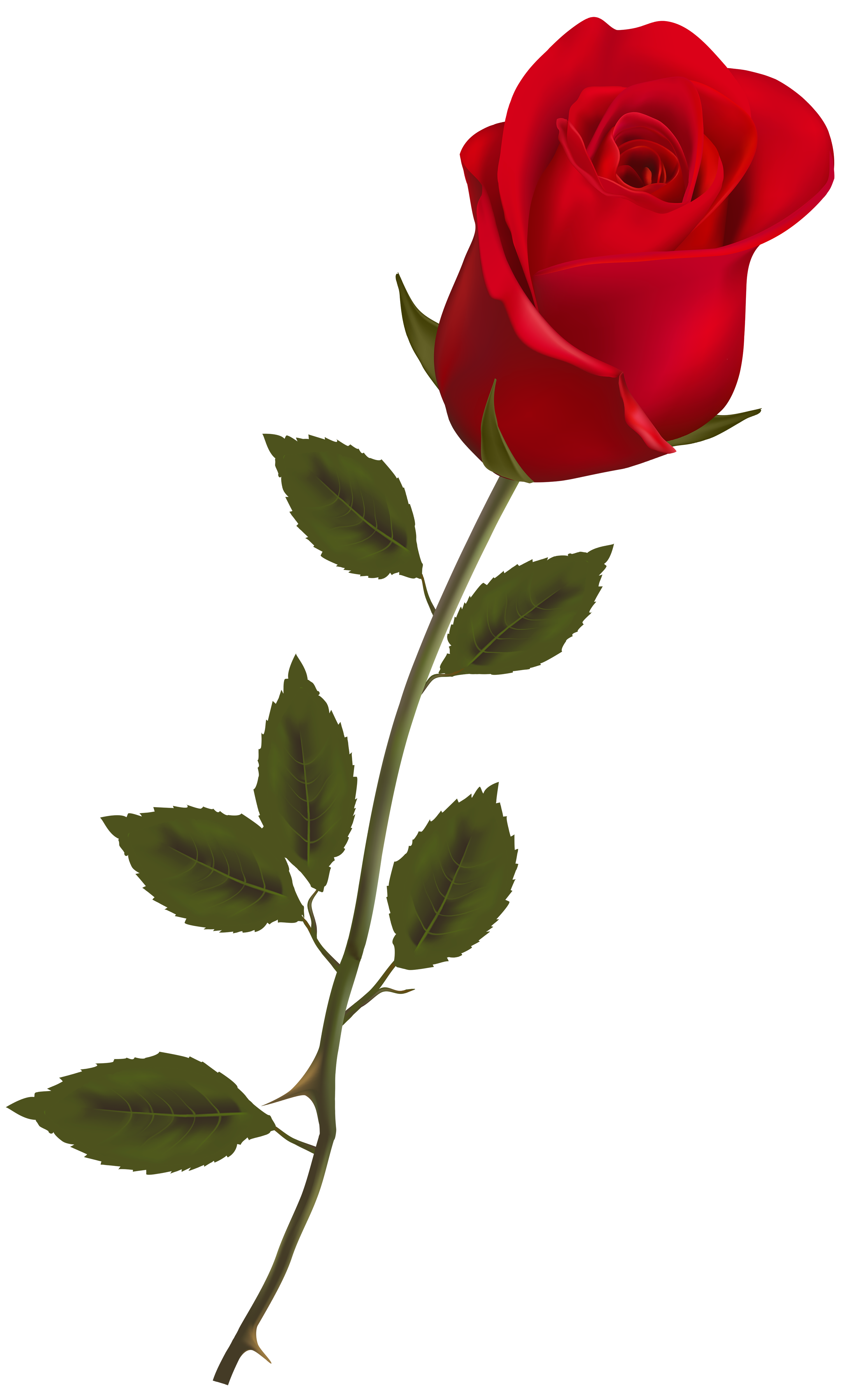 3064x5000 Lions Red Rose Png, Red Roses