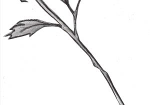 300x210 Rose Stem Drawing Gorgeous Color And Fun Organic Shapes Make Up