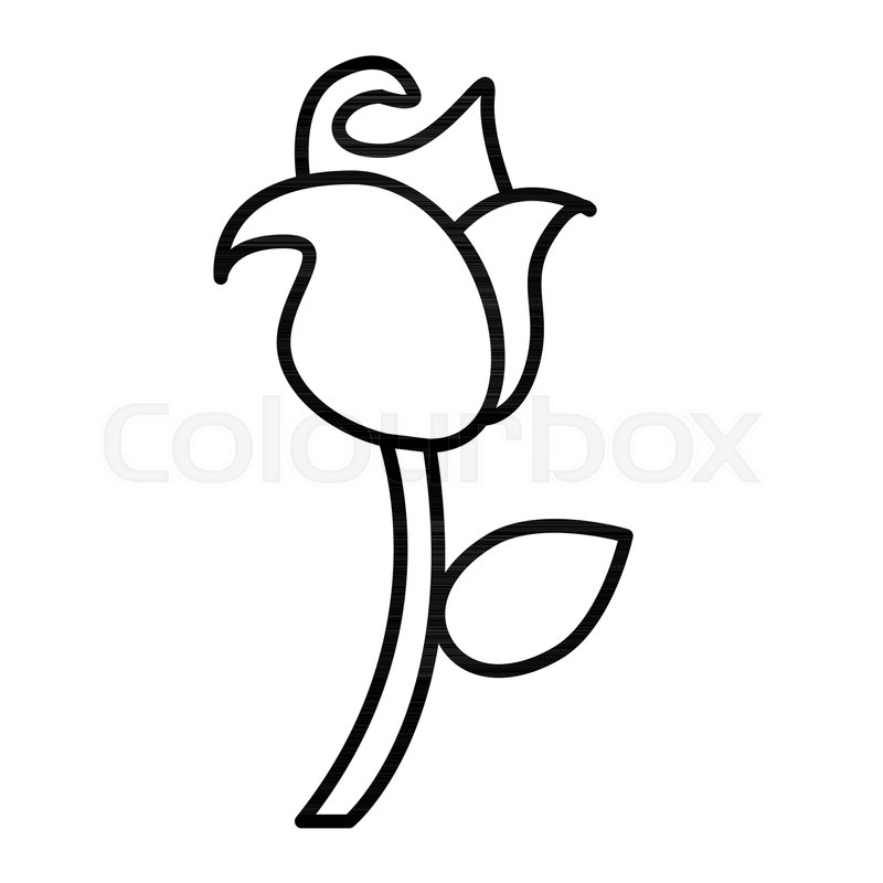 800x800 Rose Thin Line Icon Single Rose Stock Vector Colourbox