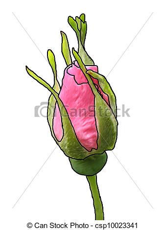 337x470 single rose single rosebud, isolated