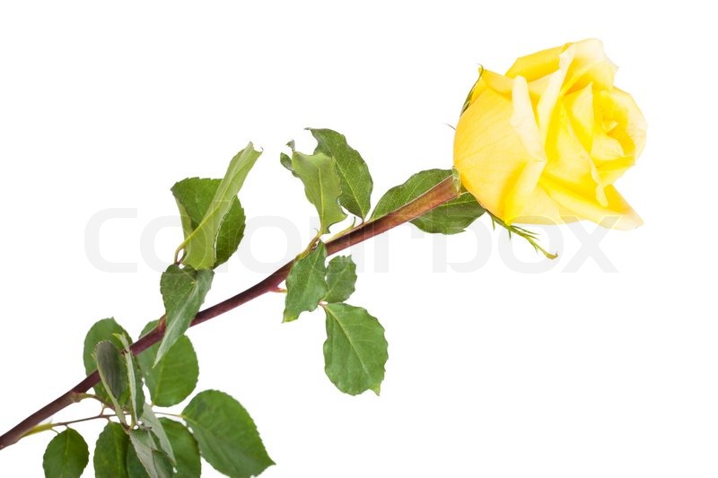 800x533 Yellow Rose Clipart Stem Drawing