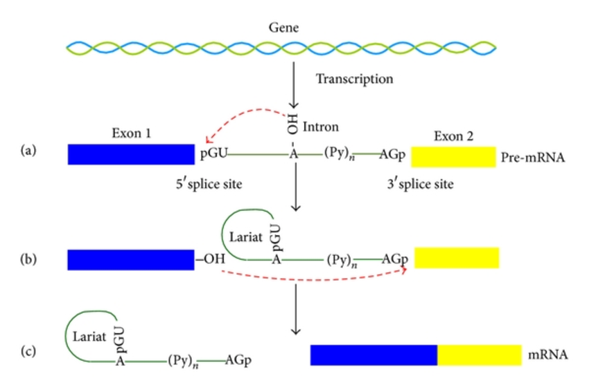 850x567 A Schematic Drawing To Show The Pathways Of Rna Splicing