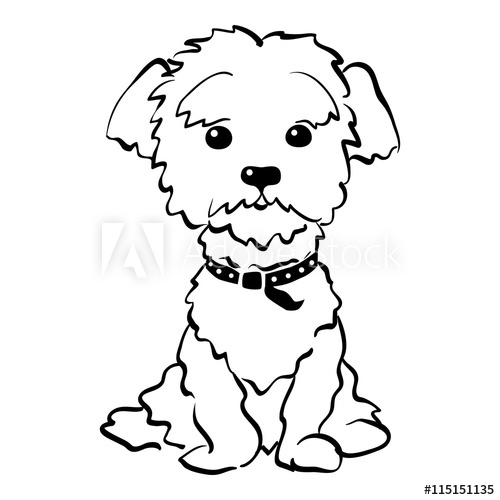 500x500 Sketch Funny Dog Maltese Breed Sitting Hand Drawing Vector